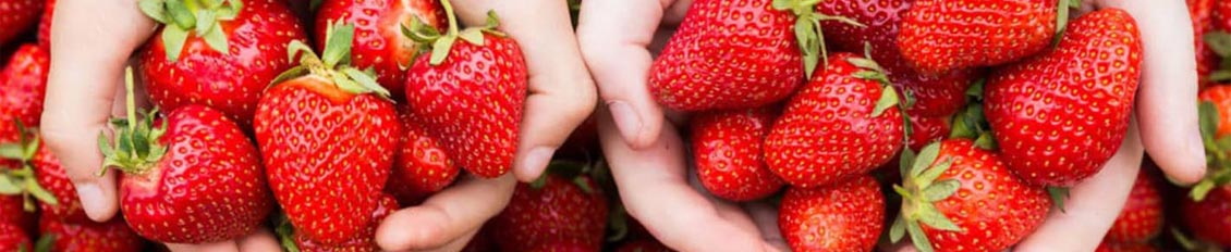 Which variety of strawberries is the sweetest? An overview of sweet strawberries