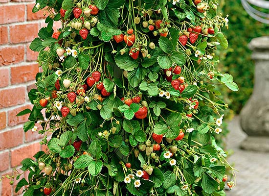How to grow strawberries in PVC pipes?