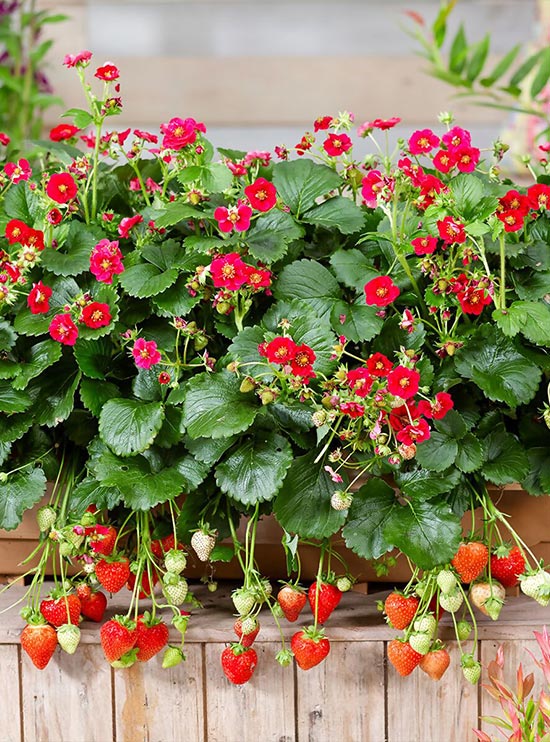 How to grow strawberries on your balcony? When to plant and how to care for them?