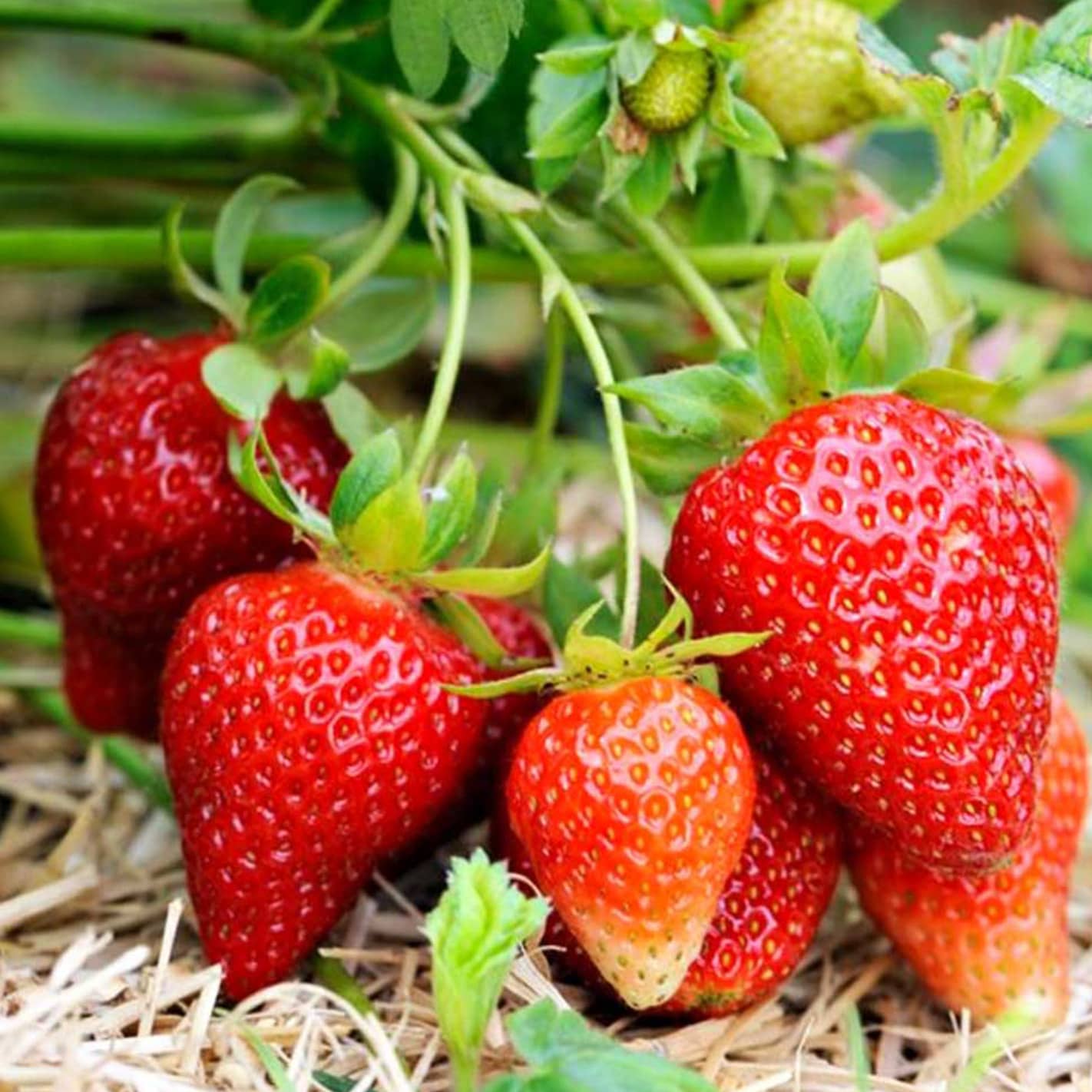 When to plant strawberries in spring in the ground and in balcony containers?