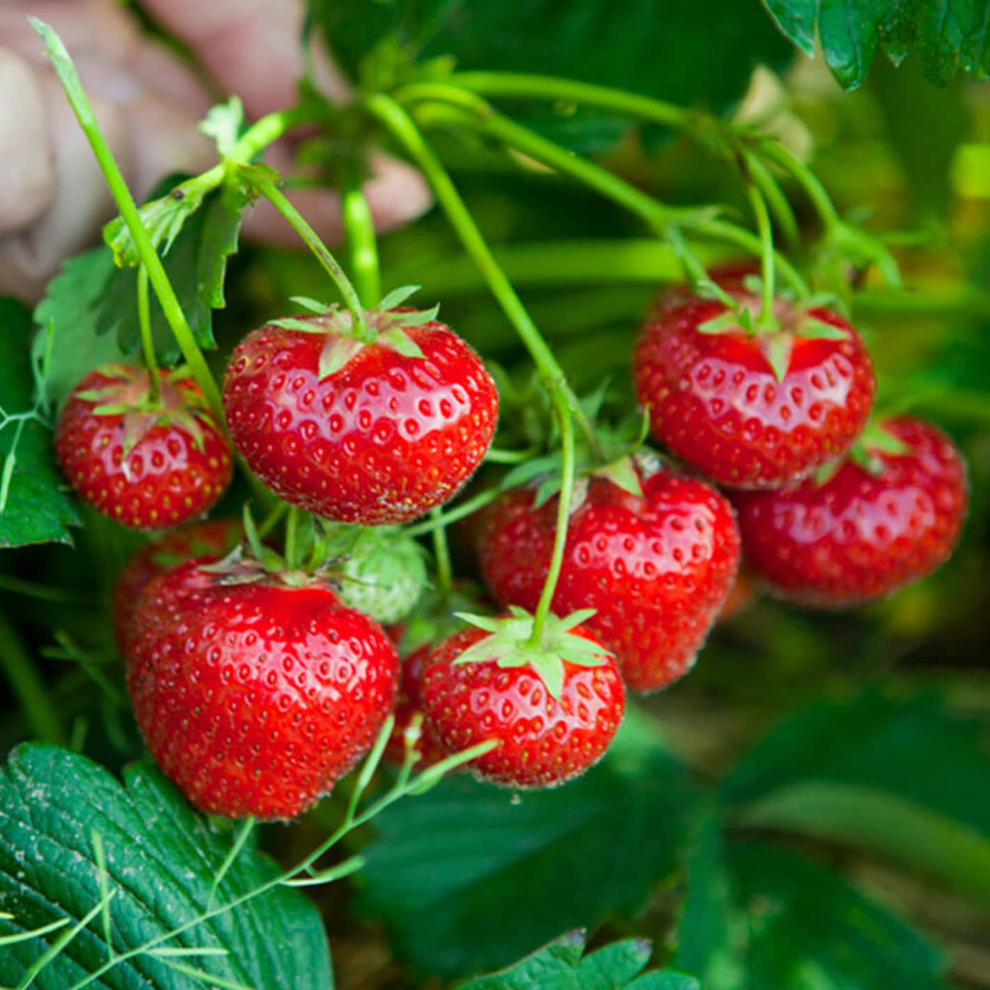 Which strawberry varieties are best for amateur allotment growing?