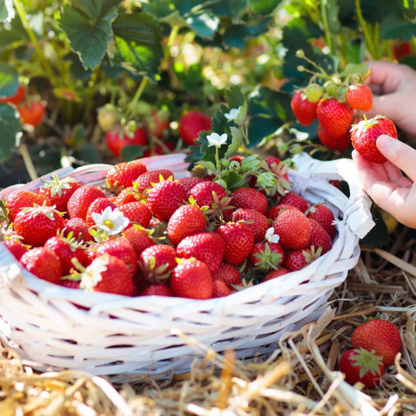 How to increase strawberry yields? Abundant fruiting in strawberries