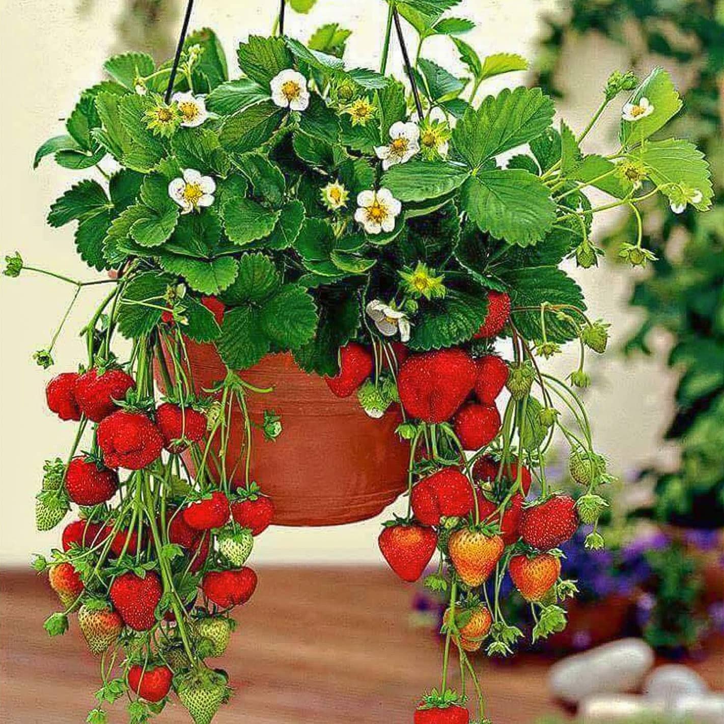 How to grow strawberries on a balcony? When to plant and how to care for them?