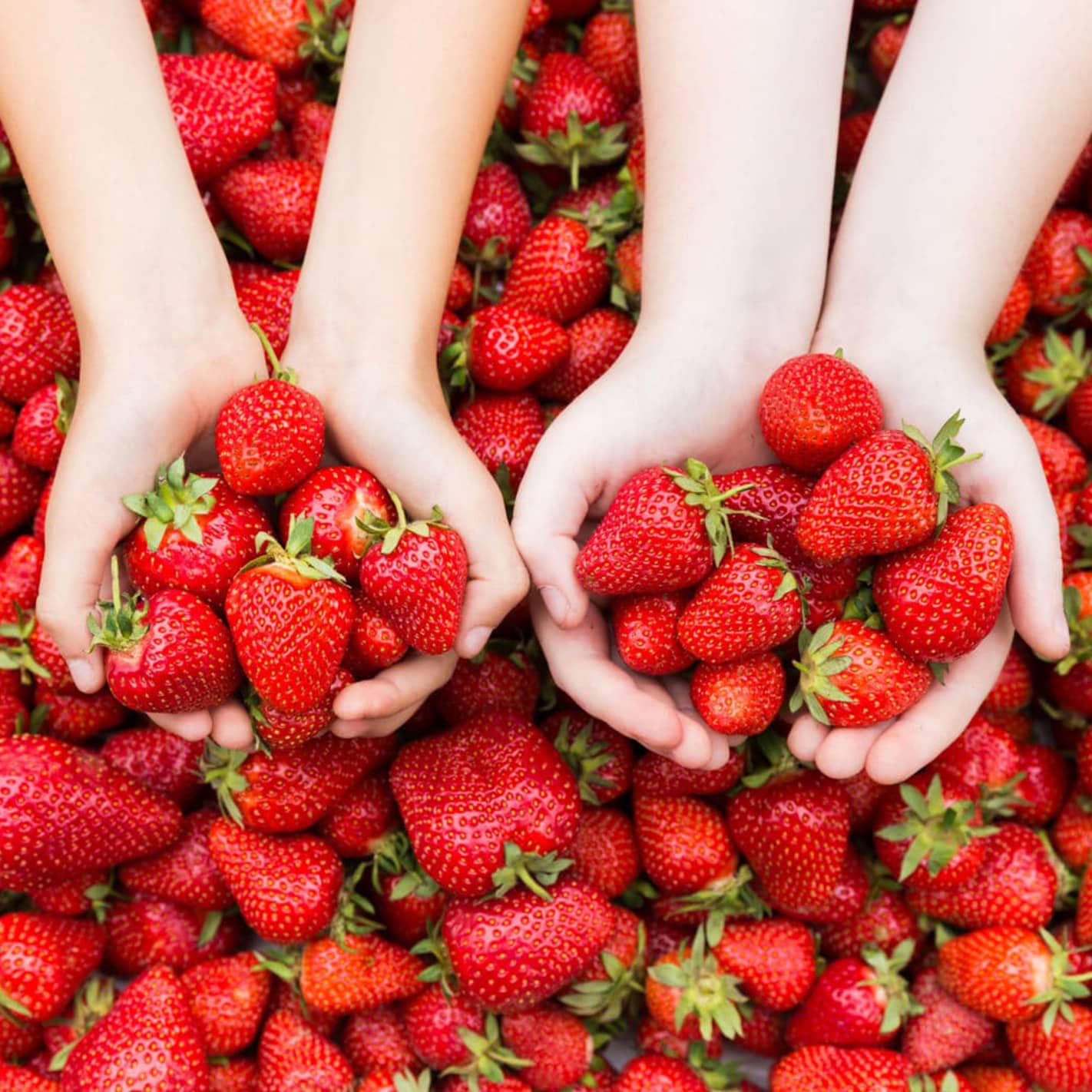 Which strawberry variety is the sweetest? An overview of sweet strawberries