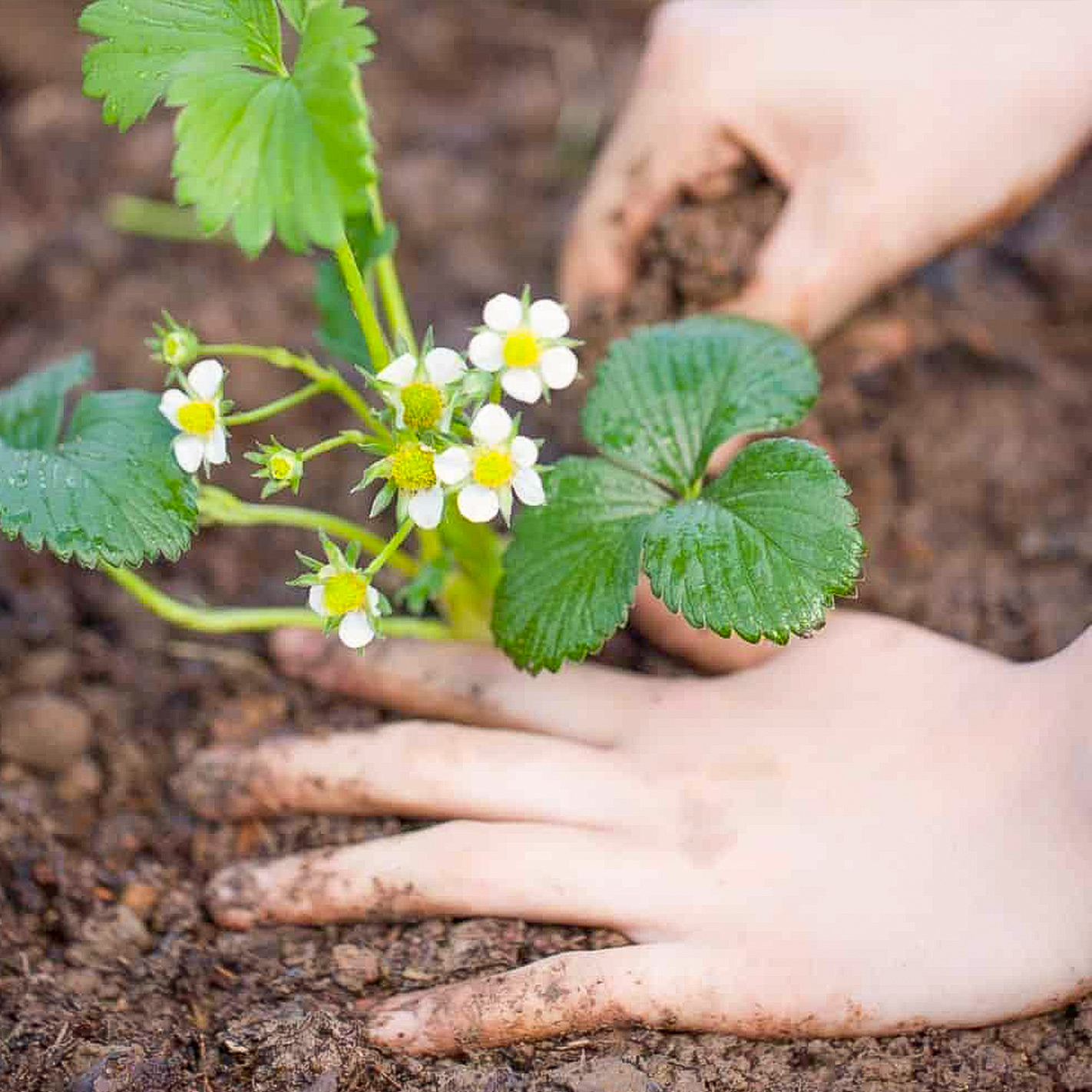 Instruction for Planting Frigo Strawberry Plants in the Ground and on a Balcony