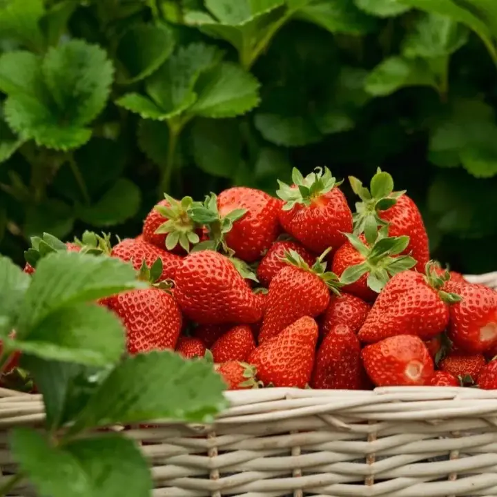 Secrets of Growing Strawberries: How to Cultivate Delicious and Beautiful Fruit?