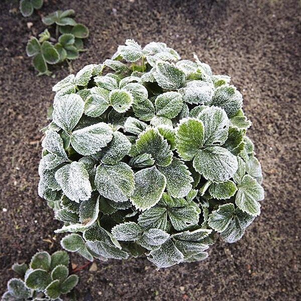Preparing strawberry plants for winter and caring for them for the new season