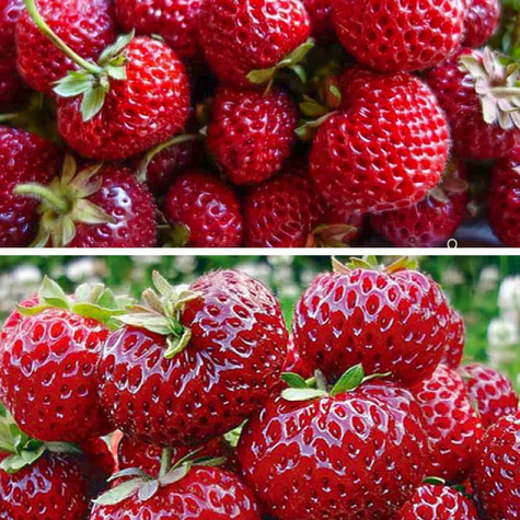 10 pcs. raspberry-type strawberry – very delicious – Frigo plants