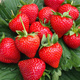 10 pcs. Holy strawberry very high yields mid-early – Frigo plants