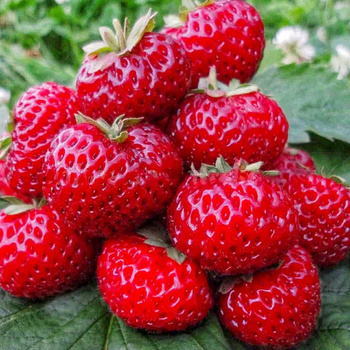 10 pcs. raspberry-type strawberry – very delicious – Frigo plants