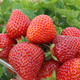 10 pcs. Hossa strawberry – everbearing – Frigo plants