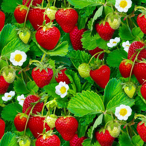10 pcs. Kent strawberry early-season, highly frost-resistant – Frigo plants