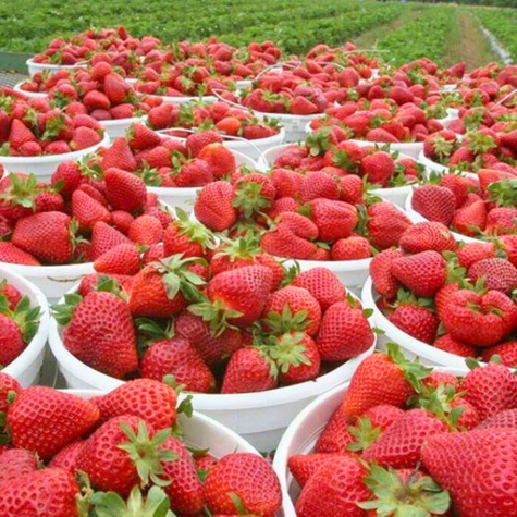 Truskawka El GIGANT wczesna FRIGO