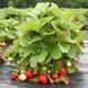 10 pcs. Holy strawberry very high yields mid-early – Frigo plants