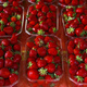 10 pcs. Honeoye strawberry very early dessert variety – Frigo plants