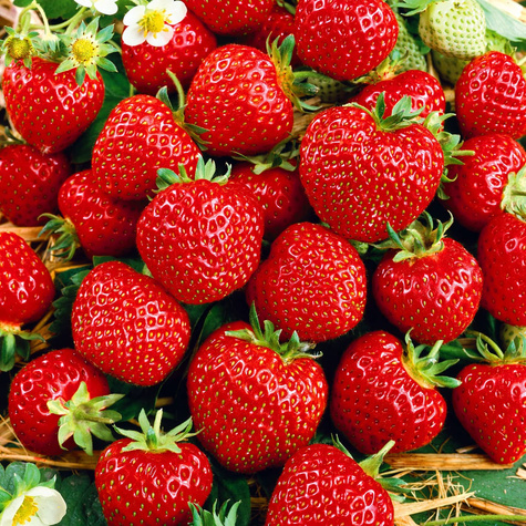 10 pcs. Senga Sengana strawberry, the sweetest variety for jams, juices and desserts – FRIGO plants