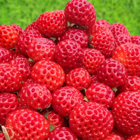 10 pcs. raspberry-type strawberry – very delicious – Frigo plants