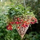 10 pcs. Strawberry Albion climbing everbearing – Frigo plants