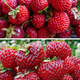 10 pcs. raspberry-type strawberry – very delicious – Frigo plants