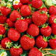 10 pcs. Senga Sengana strawberry, the sweetest variety for jams, juices and desserts – FRIGO plants