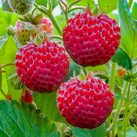 10 pcs. raspberry-type strawberry – very delicious – Frigo plants