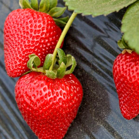 10 pcs. Monterey strawberry climbing hanging everbearing – FRIGO plants