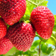10 pcs. Gigant strawberry very large fruits – Frigo plants