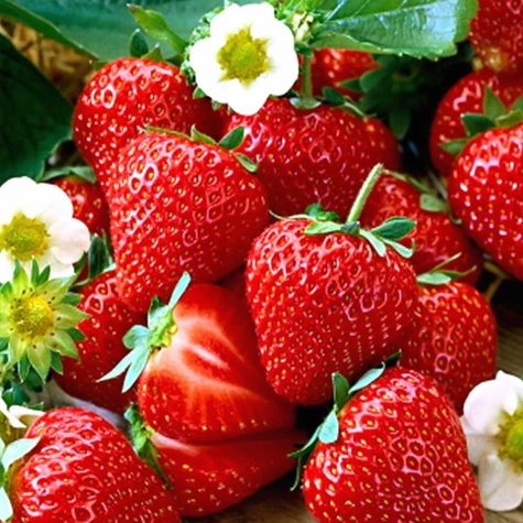 10 pcs. Senga Sengana strawberry, the sweetest variety for jams, juices and desserts – FRIGO plants