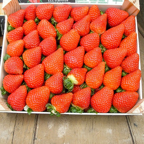 10 pcs. Strawberry Albion climbing everbearing – Frigo plants