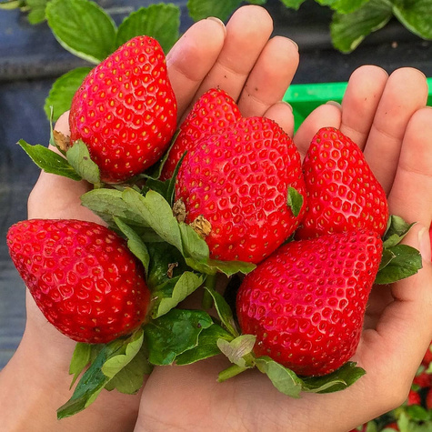 10 pcs. Elkat strawberry, very productive – Frigo plants