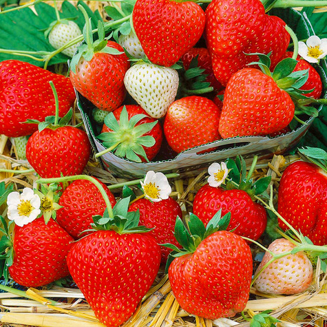 10 pcs. Monterey strawberry climbing hanging everbearing – FRIGO plants