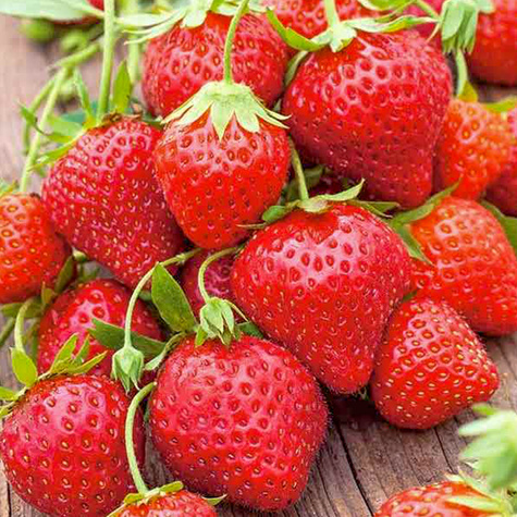 10 pcs. Monterey strawberry climbing hanging everbearing – FRIGO plants