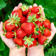 10 pcs. Elkat strawberry, very productive – Frigo plants