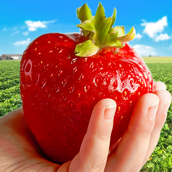 10 pcs. Gigant strawberry very large fruits – Frigo plants