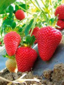 10 pcs. San Andreas strawberry everbearing, climbing, large fruits – FRIGO plants