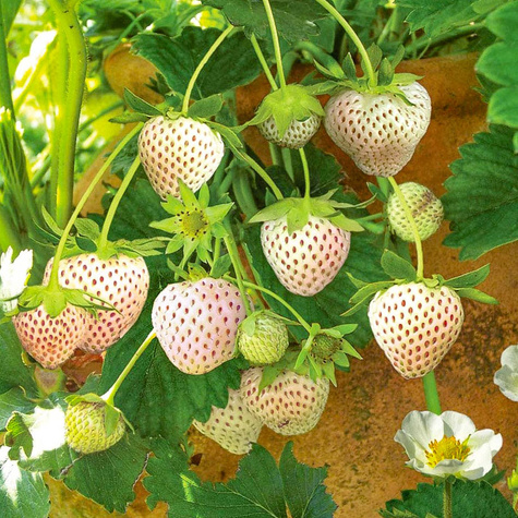 10 pcs. White Pineapple Strawberry, very sweet – Frigo plants