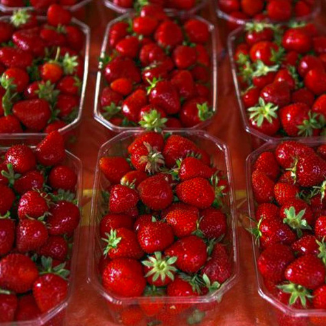 10 pcs. Honeoye strawberry very early dessert variety – Frigo plants