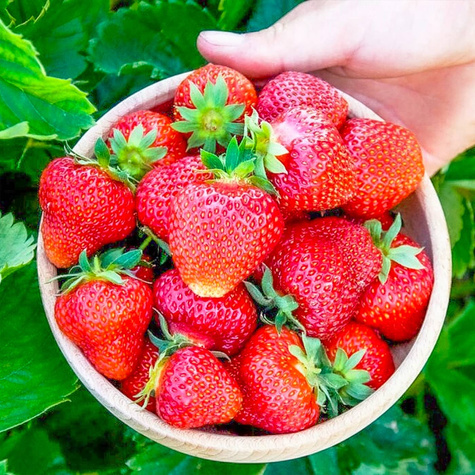 10 pcs. Elkat strawberry, very productive – Frigo plants