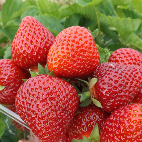 10 pcs. Hossa strawberry – everbearing – Frigo plants