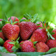 10 pcs. Kent strawberry early-season, highly frost-resistant – Frigo plants