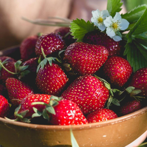 10 pcs. Murzynek dessert strawberries – Frigo plants