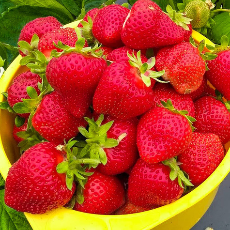 10 pcs. Hossa strawberry – everbearing – Frigo plants