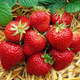 10 pcs. Elsanta strawberry, best dessert variety – Frigo plants