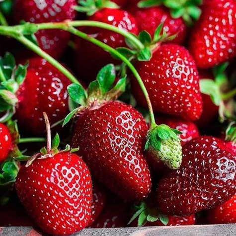 10 pcs. Kent strawberry early-season, highly frost-resistant – Frigo plants