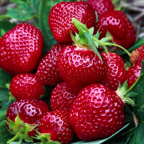 10 pcs. Honeoye strawberry very early dessert variety – Frigo plants