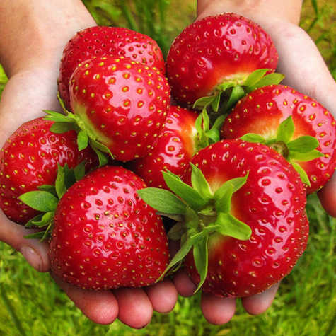 10 pcs. Gigant strawberry very large fruits – Frigo plants