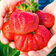 10 pcs. Gigant strawberry very large fruits – Frigo plants