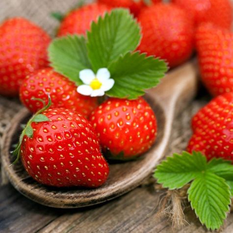 10 pcs. Elsanta strawberry, best dessert variety – Frigo plants