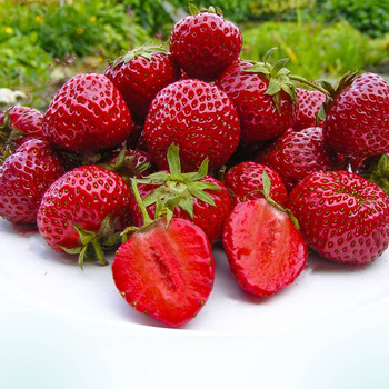 10 pcs. Honeoye strawberry very early dessert variety – Frigo plants