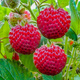 10 pcs. raspberry-type strawberry – very delicious – Frigo plants